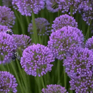 Allium 'Millenium' - Photo credit to: Walters Gardens, Inc